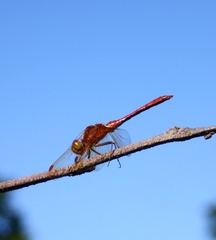 Sympetrum striolatum imitoides