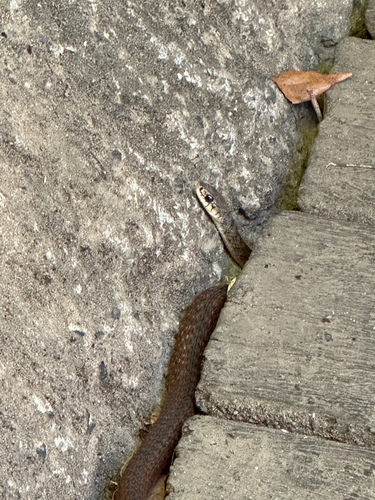 Common keelback sighting