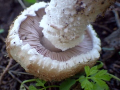 Agaricus langei