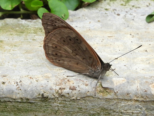 Velvet Tree Nymph
