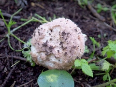 Agaricus langei