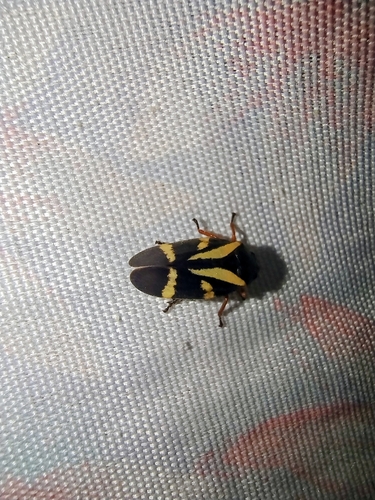 Deois flavopicta