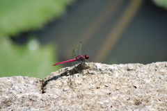 Orthemis macrostigma
