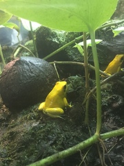 Phyllobates