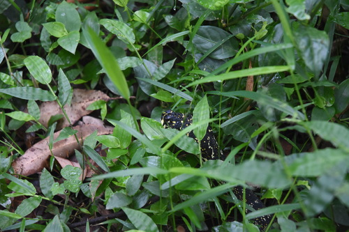 Diamond Python sighting