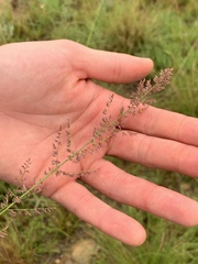 Eragrostis gummiflua