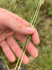 Eragrostis gummiflua