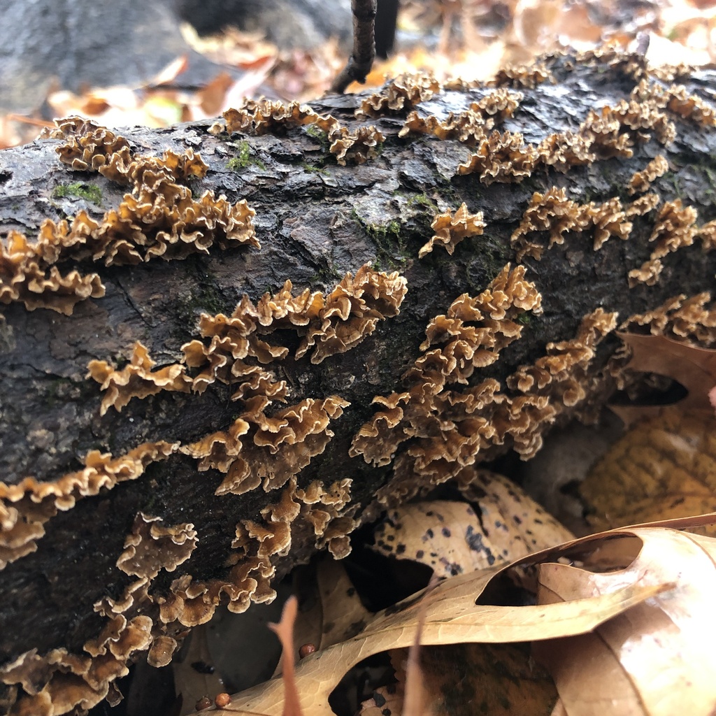 Stereum complicatum · November 2025 · photo: © conboy (iNaturalist, cc-by)