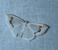 Asthena undulata