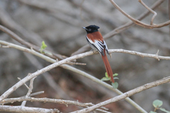 Terpsiphone viridis harterti