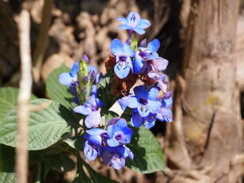 Eranthemum