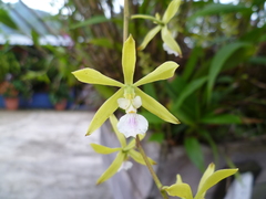 Encyclia tuerckheimii