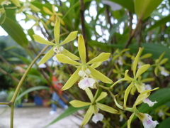 Encyclia tuerckheimii