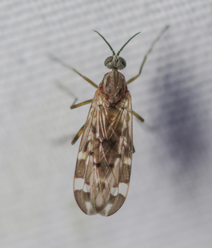 Unknown species found near Tuckahoe Village, Tuckahoe, VA 23238, USA