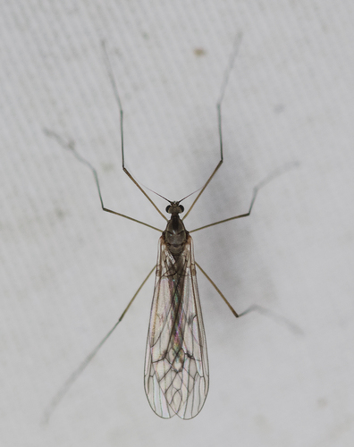 Unknown species found near Tuckahoe Village, Tuckahoe, VA 23238, USA