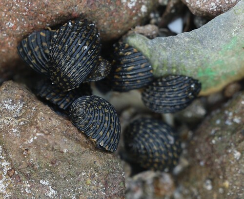 Nerita exuvia, 2025-11-18