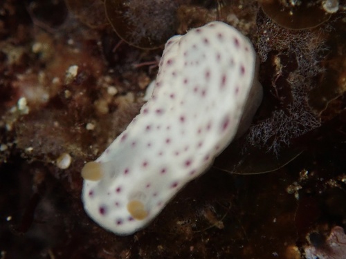 Chromodoris aspersa observed 2025-11-06
