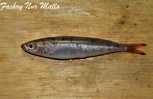 Gymnocaesio gymnoptera observed 2025-11-19