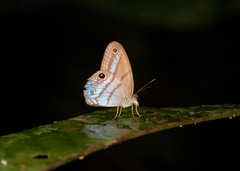 Amiga arnaca