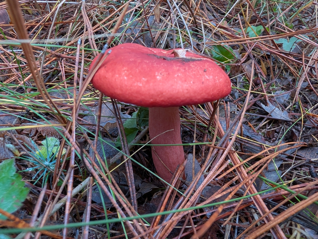 Russula rhodocephala
