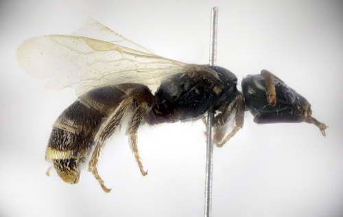 Lasioglossum castilianum