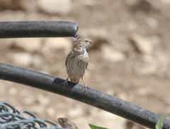 Crithagra menachensis