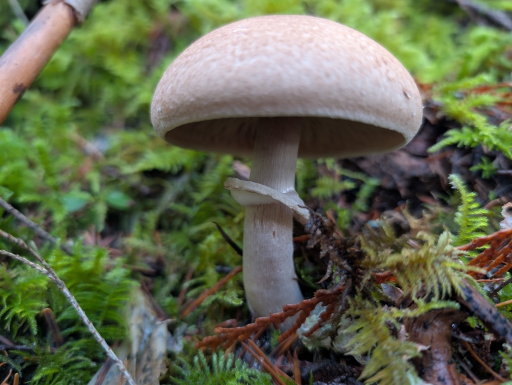 Agaricus hondensis · November 2025 · photo: © drew_meyer (iNaturalist, cc0)