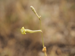 Silene legionensis
