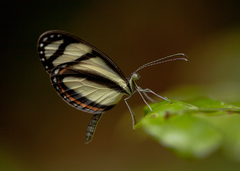 Moschoneura pinthous