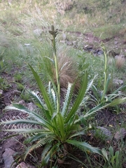 Eryngium agavifolium