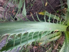Eryngium agavifolium