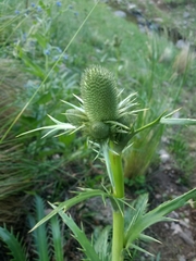 Eryngium agavifolium