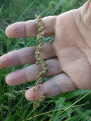 Chascolytrum subaristatum