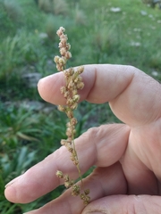 Chascolytrum subaristatum