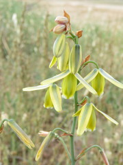 Albuca