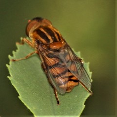 Parhelophilus integer