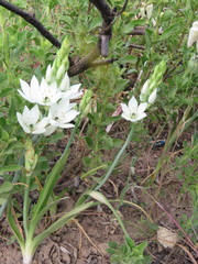 Ornithogalum thyrsoides