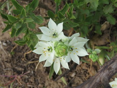 Ornithogalum thyrsoides