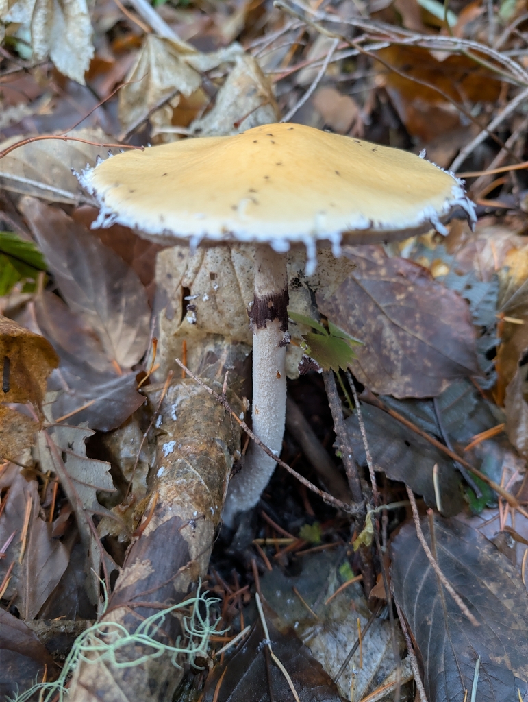 Stropharia ambigua · November 2025 · photo: © drew_meyer (iNaturalist, cc0)