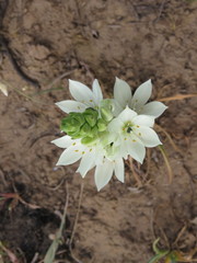 Ornithogalum thyrsoides