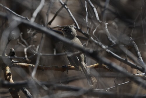 Grey-and-white Tyrannulet (Pseudelaenia leucospodia), photo 1