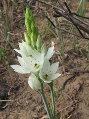 Ornithogalum thyrsoides