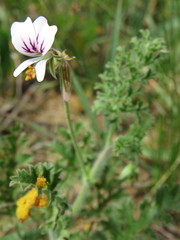 Pelargonium myrrhifolium myrrhifolium