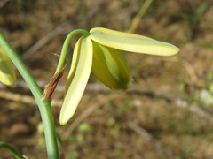 Albuca
