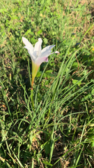Zephyranthes atamasco