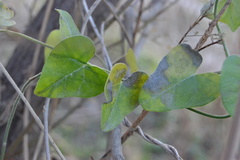 Magnoliopsida
