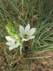 Ornithogalum thyrsoides