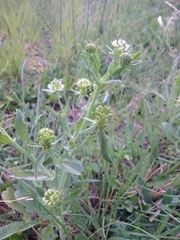 Acicarpha tribuloides