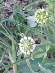 Acicarpha tribuloides