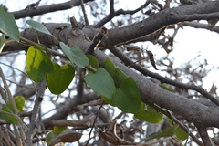 Magnoliopsida